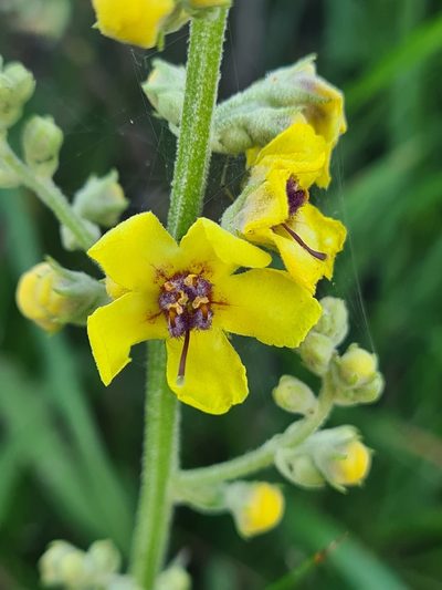 Verbascum chaixii, photographed by Jacek Pietruszewski