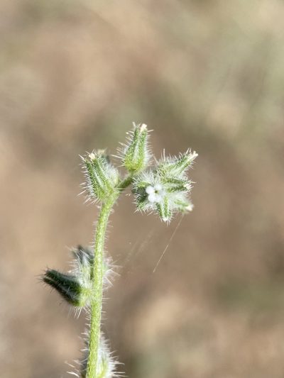 Cryptantha torreyana, photographed by Matt Berger