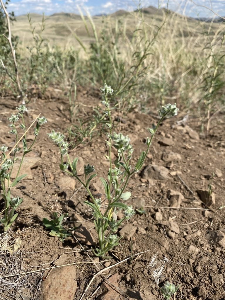 Cryptantha torreyana, photographed by Matt Berger