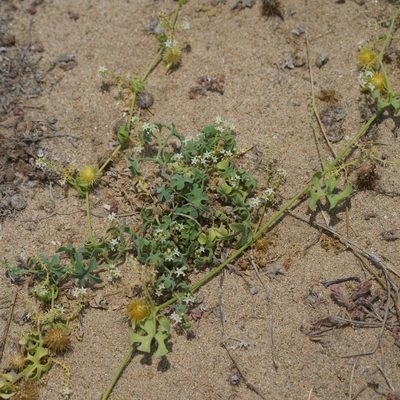Brandegea bigelovii, photographed by Bill Levine