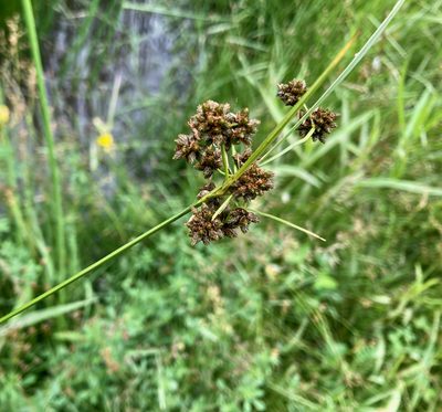 Scirpus atrovirens, photographed by Susan Berry