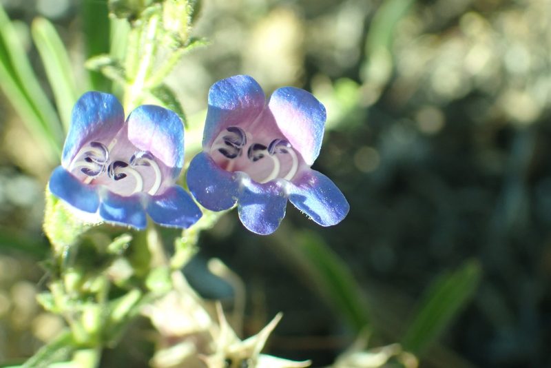 Penstemon roezlii, photographed by Steve Woodward