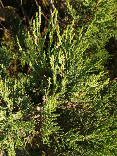 Juniperus foetidissima, photographed by Tatiana Strus