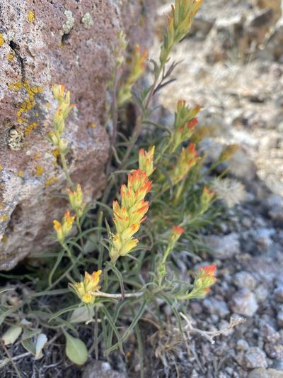 Castilleja flava, photographed by Matt Berger