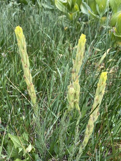 Castilleja cusickii, photographed by Matt Berger