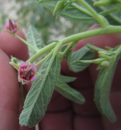 Hermannia glanduligera, photographed by Robert Taylor