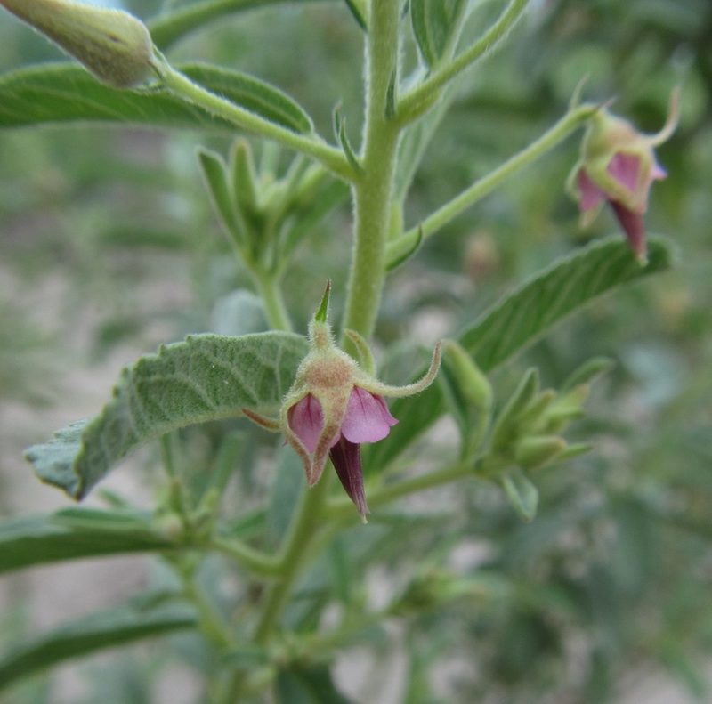 Hermannia glanduligera, photographed by Robert Taylor