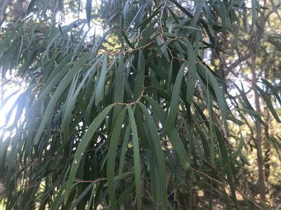 Agonis flexuosa, photographed by Ann Bentley