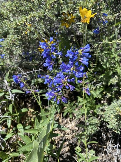 Penstemon watsonii, photographed by Matt Berger