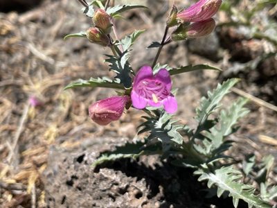 Penstemon richardsonii, photographed by Henrik Kibak