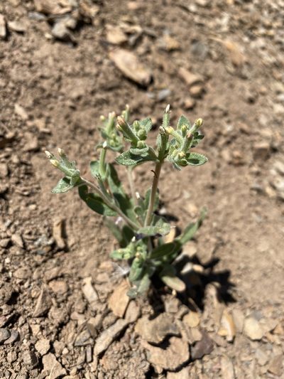 Mentzelia dispersa, photographed by Matt Berger