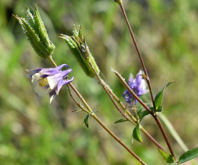 Aquilegia brevistyla, photographed by Eric Lamb