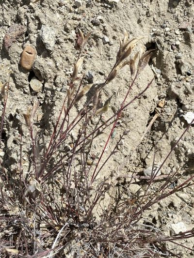 Astragalus obscurus, photographed by Matt Berger