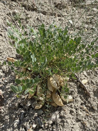 Astragalus megacarpus, photographed by Matt Berger