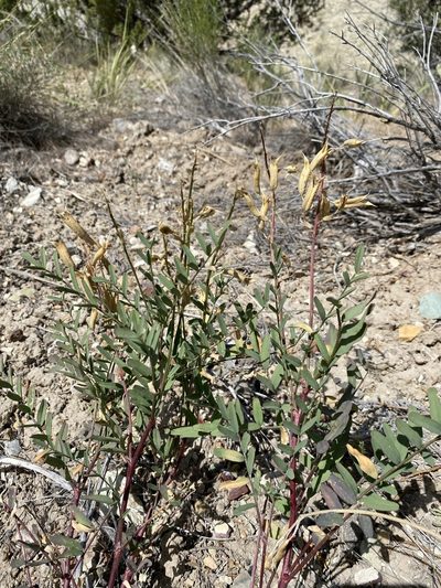Astragalus eremiticus, photographed by Matt Berger