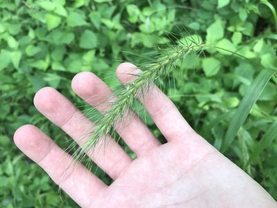Elymus villosus, photographed by Ryan Donnelly