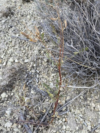 Astragalus eremiticus, photographed by Matt Berger