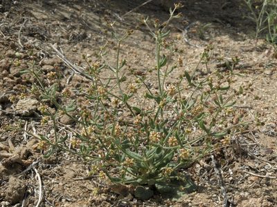 Eriogonum maculatum, photographed by Jim Morefield