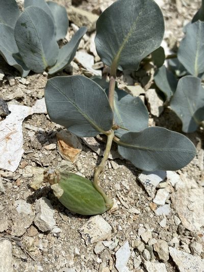 Asclepias cryptoceras, photographed by Matt Berger