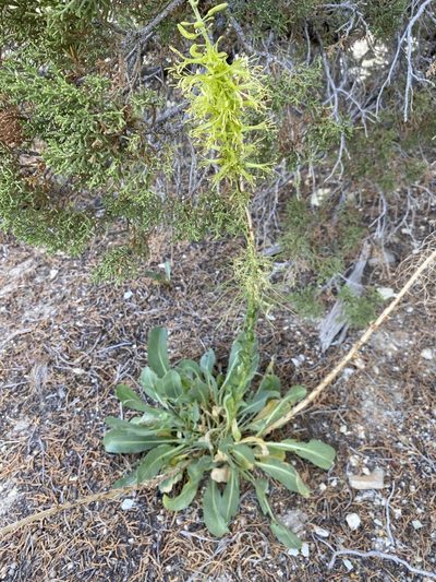 Stanleya viridiflora, photographed by Matt Berger
