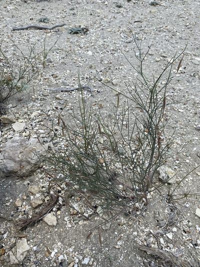 Astragalus convallarius, photographed by Matt Berger