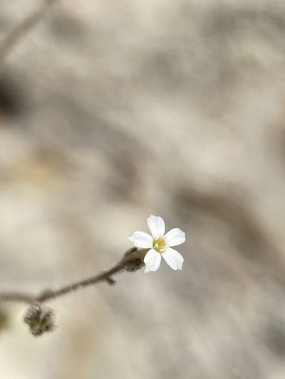 Aliciella triodon, photographed by Matt Berger