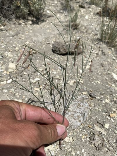 Astragalus convallarius, photographed by Matt Berger