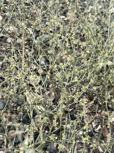 Eriogonum palmerianum, photographed by Matt Berger