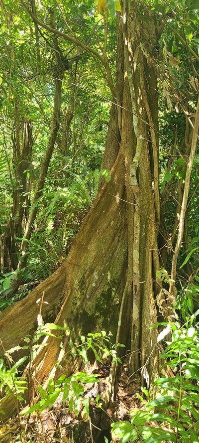 Pterocarpus officinalis, photographed by ritirene