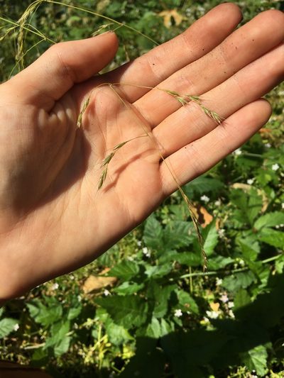 Festuca subulata, photographed by Hilary Rose Dawson