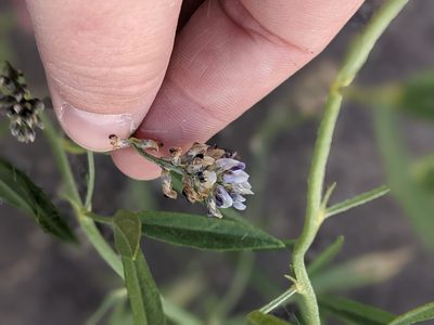 Ladeania lanceolata, photographed by Rachel Stringham