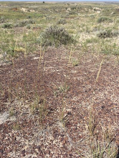 Elymus lanceolatus, photographed by Cecelia Alexander
