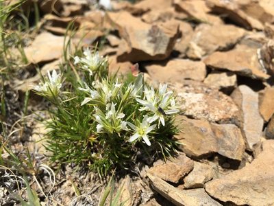 Eremogone hookeri, photographed by Cecelia Alexander