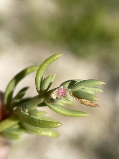 Nitrophila occidentalis, photographed by Matt Berger