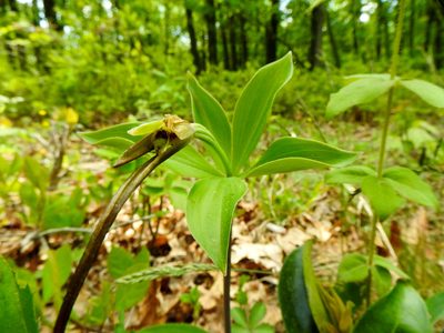 Isotria verticillata, photographed by Tom Field