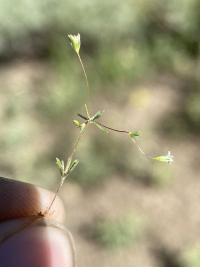 Leptosiphon harknessii, photographed by Matt Berger