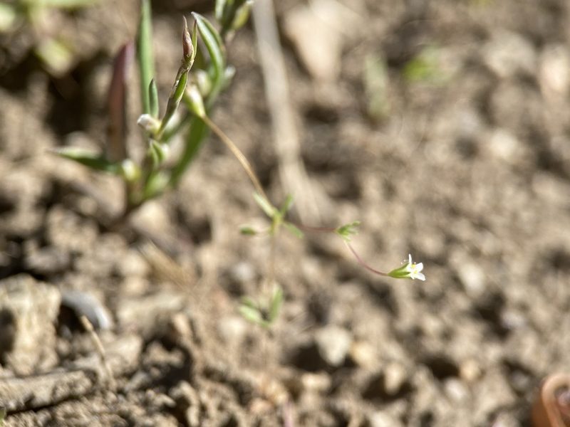 Leptosiphon harknessii, photographed by Matt Berger