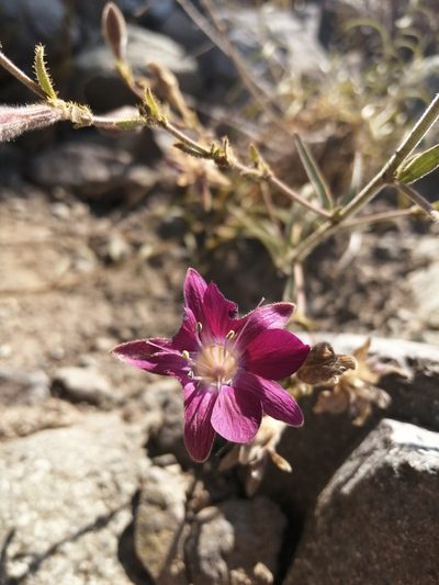 Malesherbia linearifolia, photographed by Cecilia Briceño