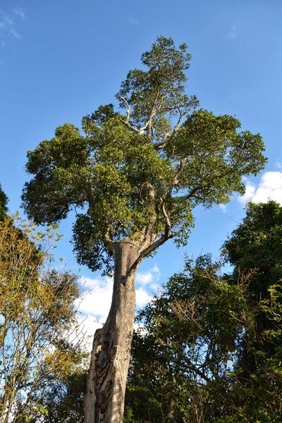 Planchonella eerwah, photographed by Nick Swanson