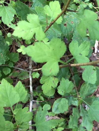 Crataegus iracunda, photographed by John Kees