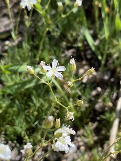 Eremogone aculeata, photographed by Matt Berger