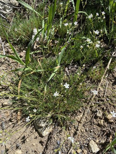 Eremogone aculeata, photographed by Matt Berger