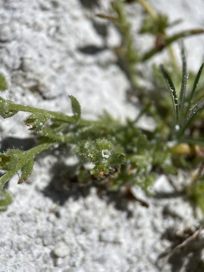 Plagiobothrys leptocladus, photographed by Matt Berger