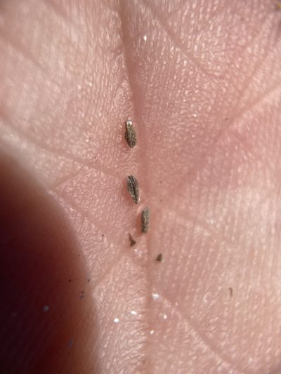 Plagiobothrys leptocladus, photographed by Matt Berger