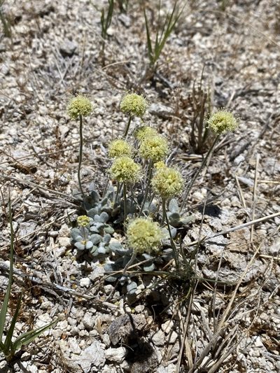 Eriogonum argophyllum, photographed by Matt Berger