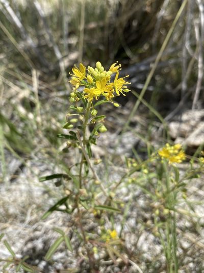 Cleomella plocasperma, photographed by Matt Berger