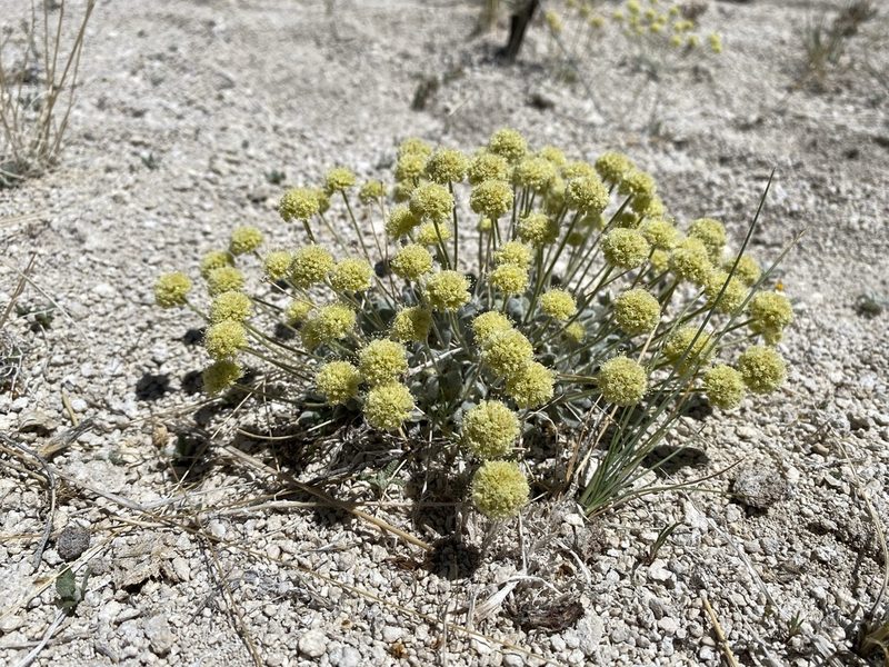 Eriogonum argophyllum, photographed by Matt Berger