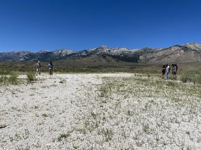Eriogonum argophyllum, photographed by Matt Berger