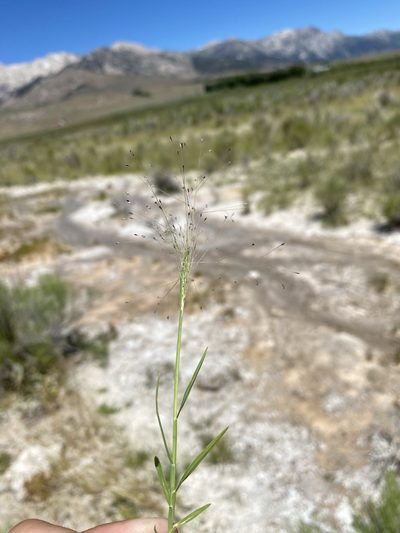 Muhlenbergia asperifolia, photographed by Matt Berger