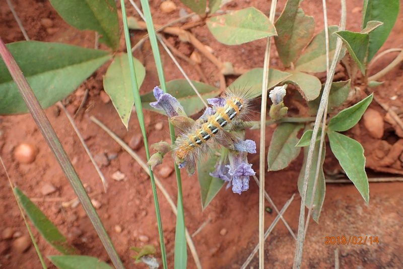 Pearsonia grandifolia, photographed by Peter Warren